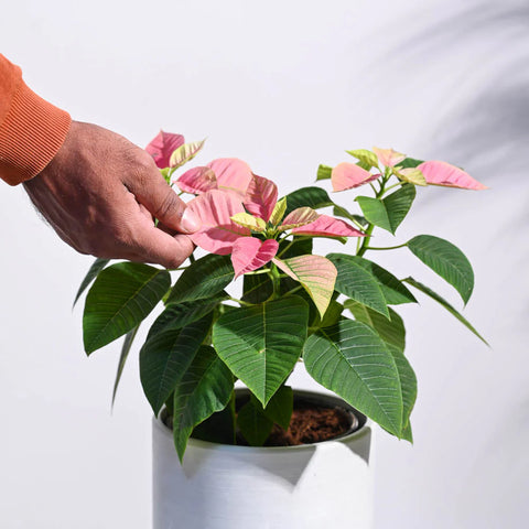 Poinsettia Pink