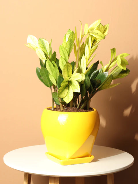 Zamioculcas Zamiifolia 'Chameleon'