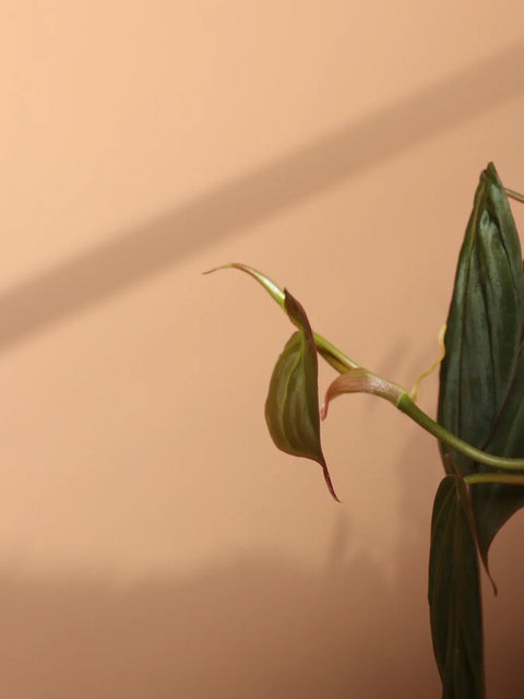 Philodendron Micans