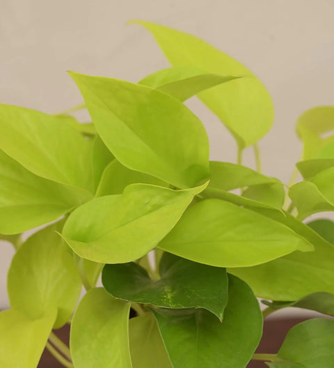 Money Plant Golden