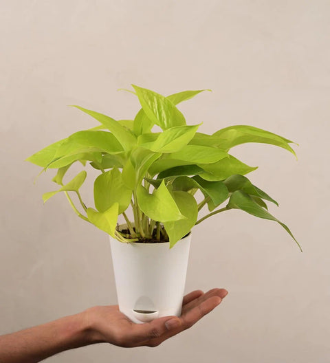 Money Plant Golden