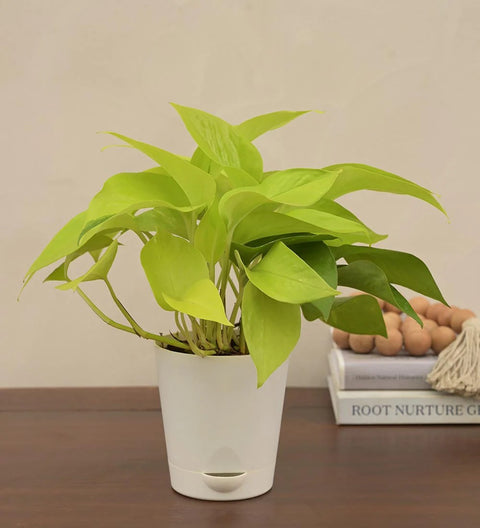 Money Plant Golden