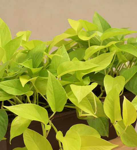 Money Plant Golden