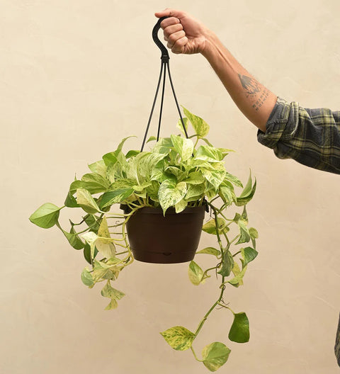 Money Plant Marble