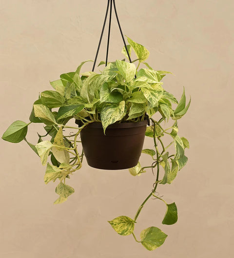 Money Plant Marble