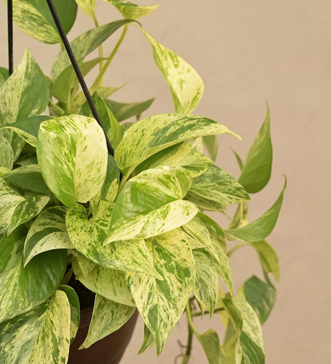 Money Plant Marble