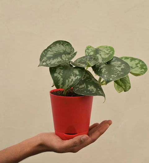 Money Plant Satin - Scindapsus Pictus Argyraeus