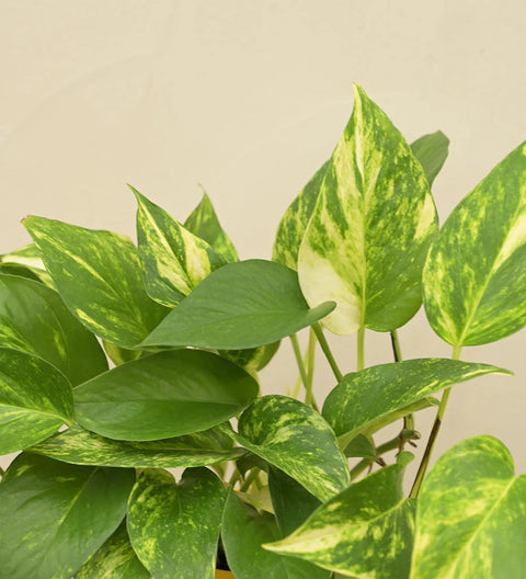 Money Plant Variegated