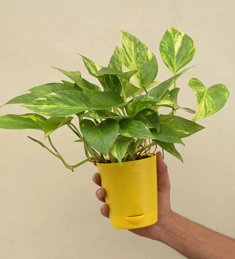 Money Plant Variegated