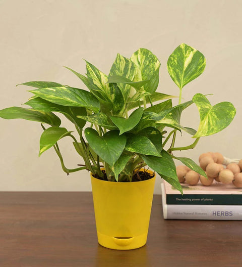 Money Plant Variegated