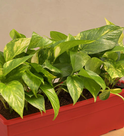 Money Plant Variegated