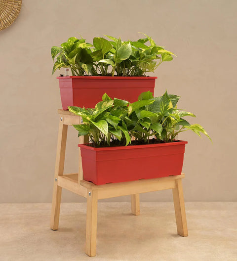 Money Plant Variegated
