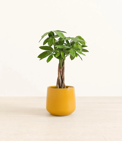 Money Tree
