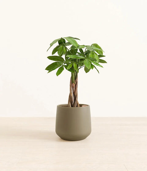 Money Tree