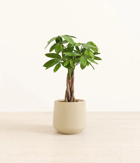 Money Tree