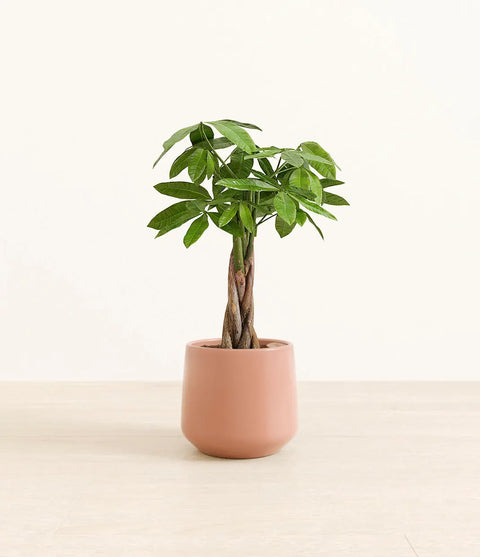 Money Tree
