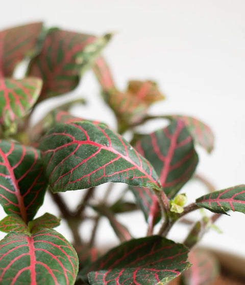 Fittonia Red Nerve
