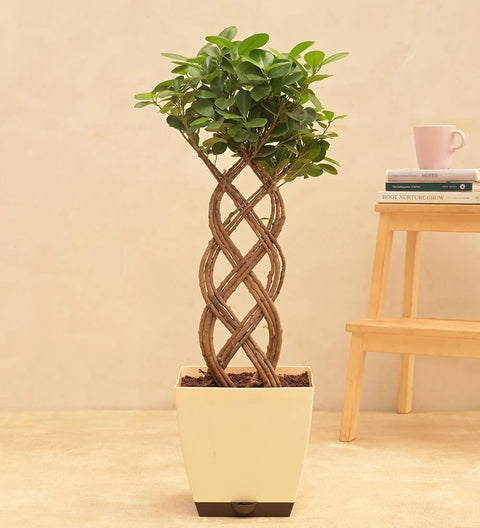 Ficus Benjamina - Netted XL
