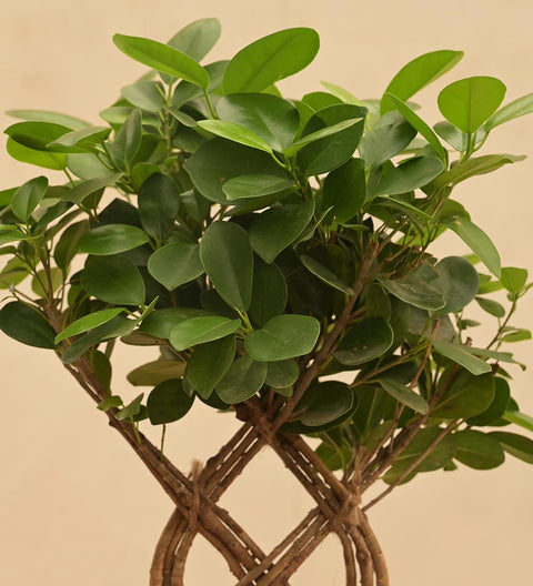 Ficus Benjamina - Netted XL