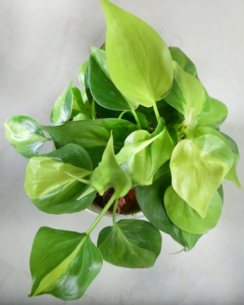Philodendron Oxycardium Green