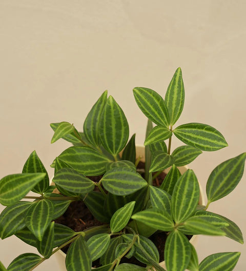 Peperomia Angulata