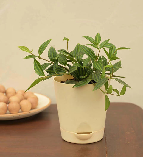 Peperomia Angulata