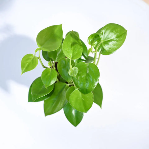 Peperomia Obtusifolia - Green