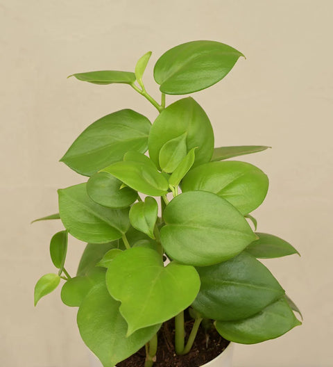 Peperomia Obtusifolia - Green