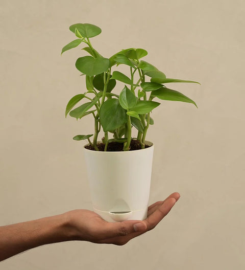 Peperomia Obtusifolia - Green