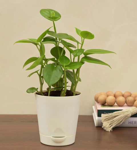 Peperomia Obtusifolia - Green