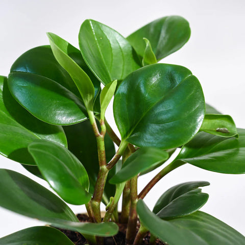 Peperomia Obtusifolia