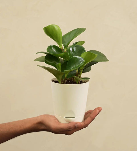 Peperomia Obtusifolia