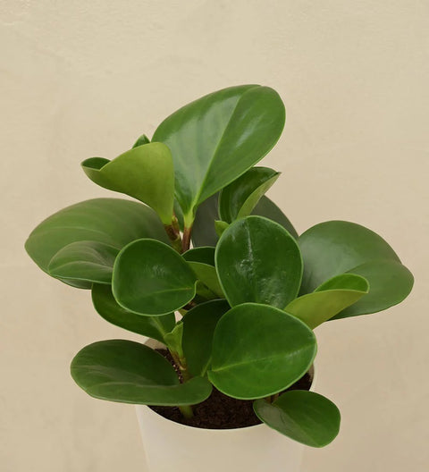 Peperomia Obtusifolia
