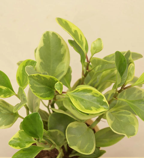 Peperomia Obtusifolia Variegated
