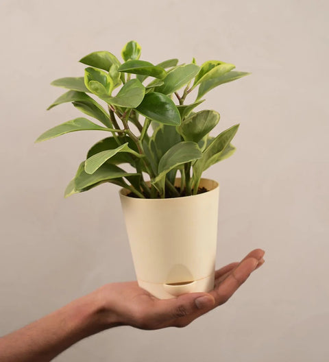 Peperomia Obtusifolia Variegated