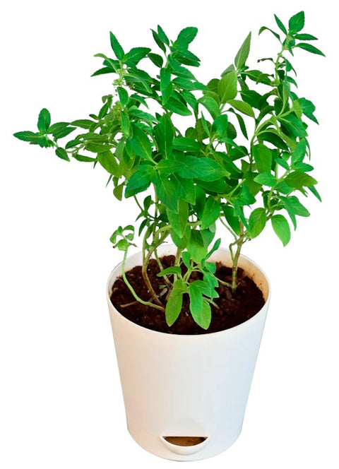 Mentha Piperita