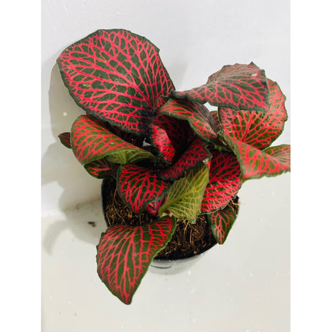 Fittonia Red Nerve