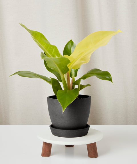 Philodendron Hederaceum 'Moonlight'