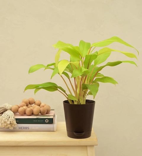 Philodendron Ceylon Gold