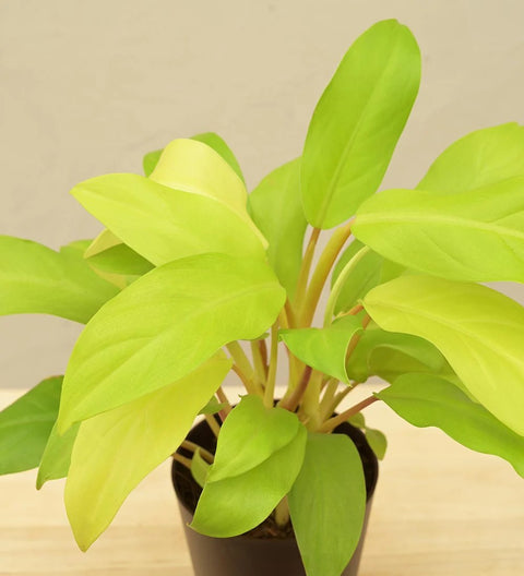 Philodendron Ceylon Gold