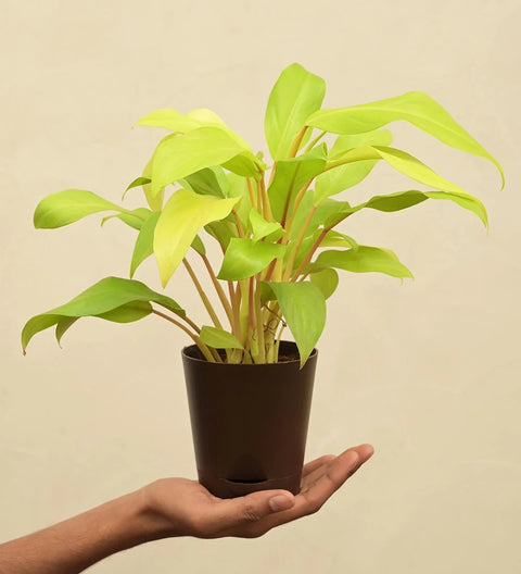 Philodendron Ceylon Gold