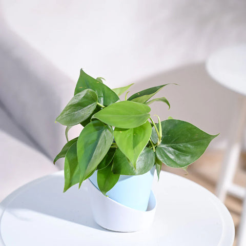 Philodendron Oxycardium Green