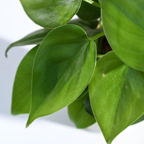 Philodendron Oxycardium Green