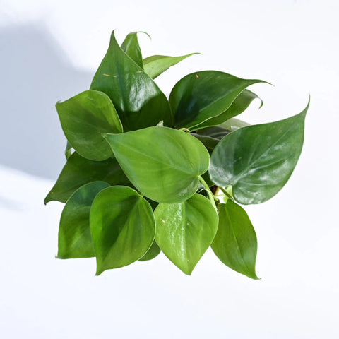 Philodendron Oxycardium Green