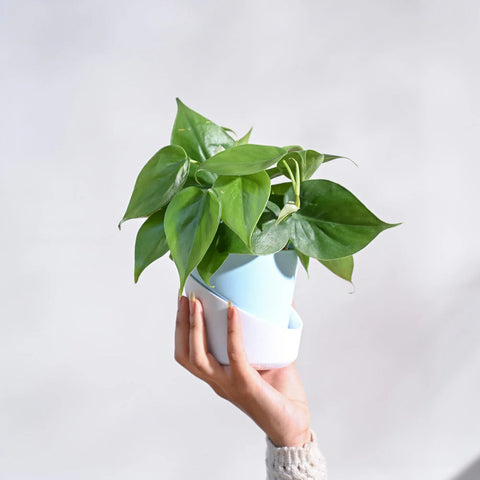 Philodendron Oxycardium Green