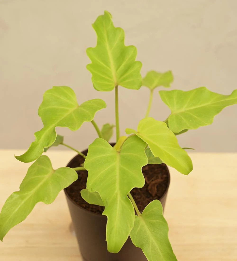 Philodendron Xanadu Golden