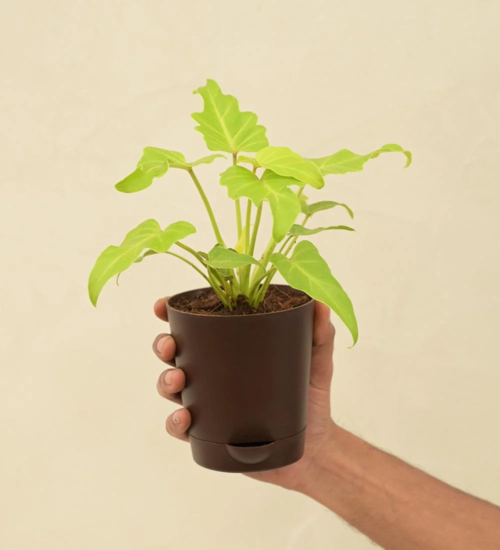 Philodendron Xanadu Golden