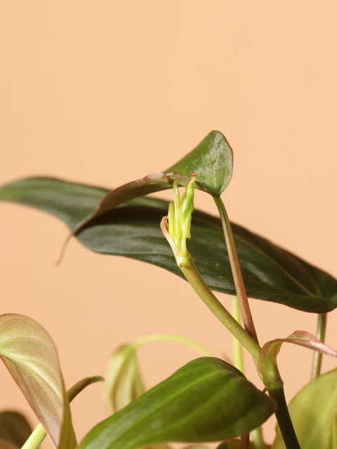 Philodendron Micans