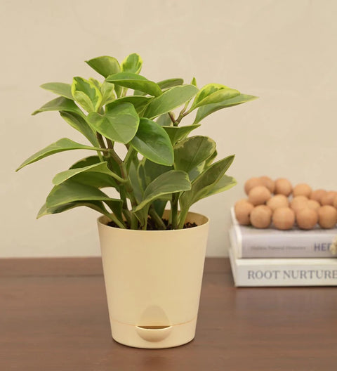 Peperomia Obtusifolia Variegated