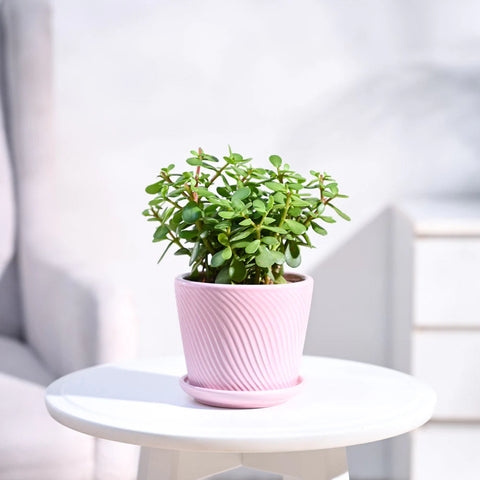 Jade Mini